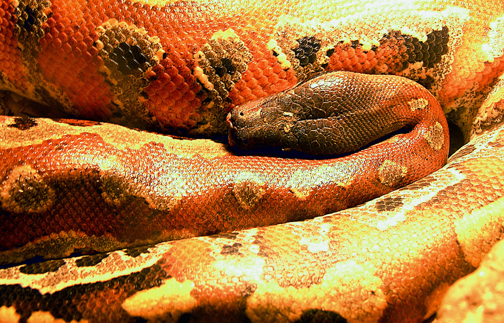 Python (genus) - Wikipedia