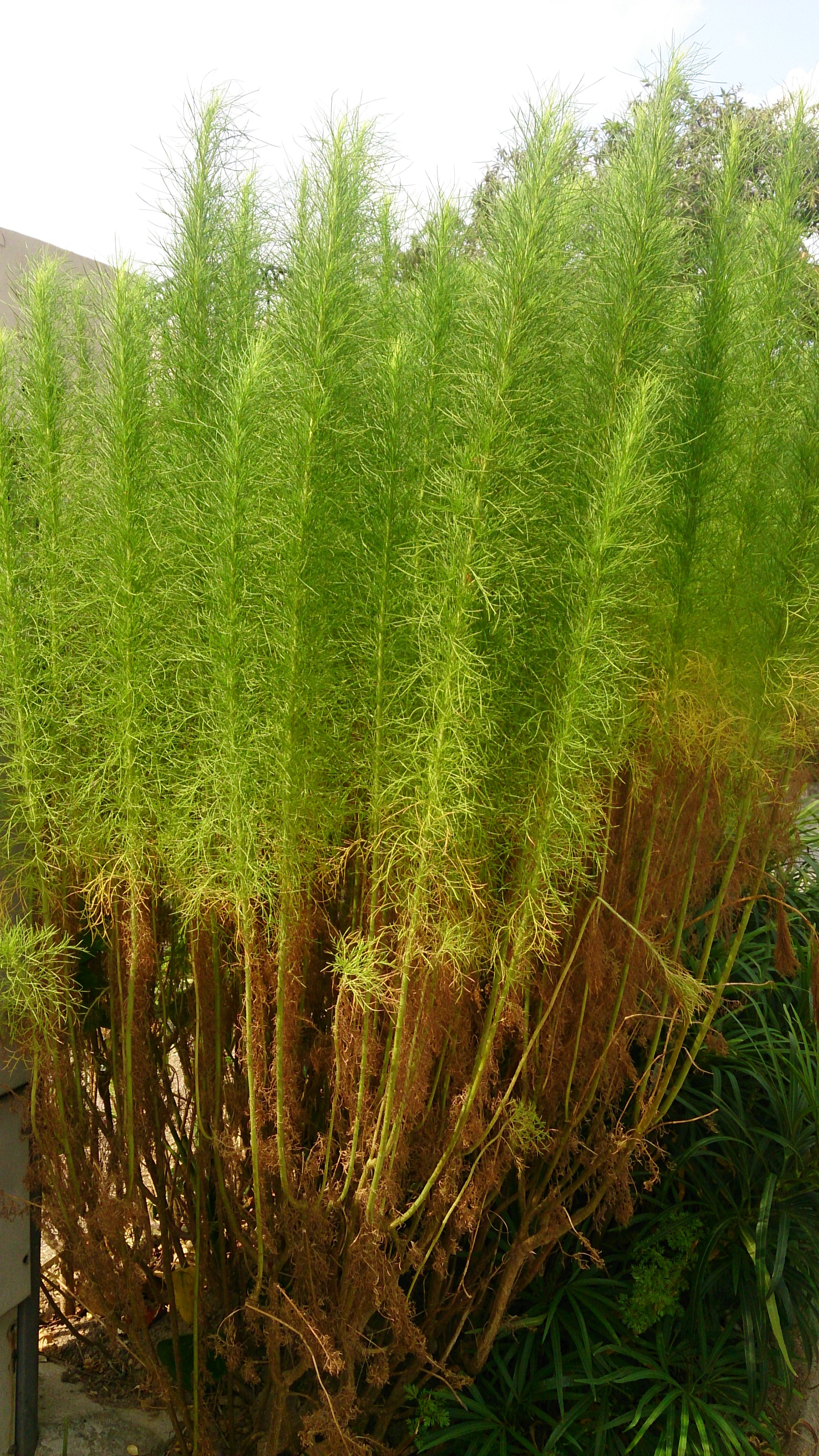 sweet annie (Artemisia annua) · iNaturalist