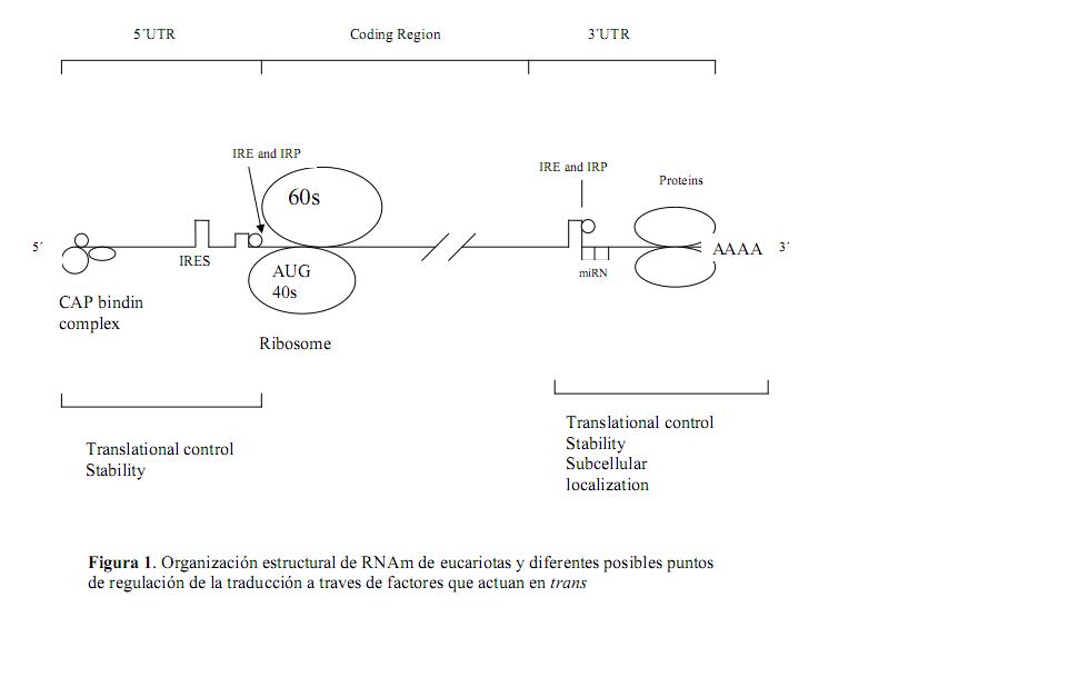 Regulacion RNAm por factores trans.JPG