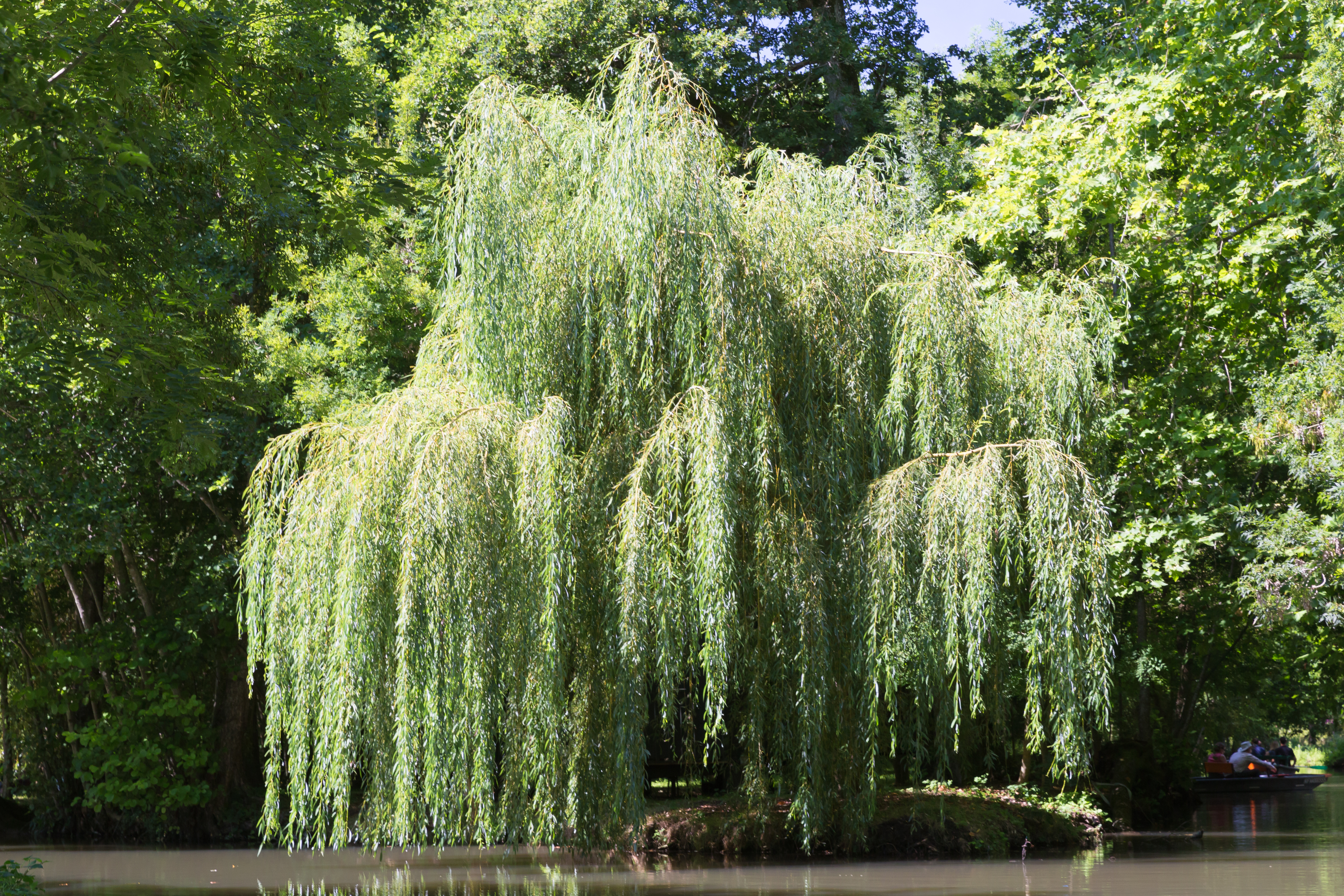 Salix babylonica