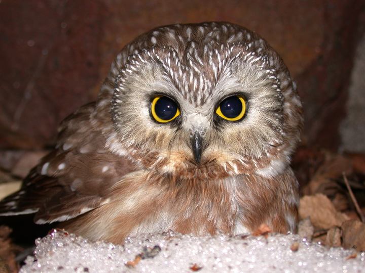 File:Saw Whet Owl (5062206037).jpg