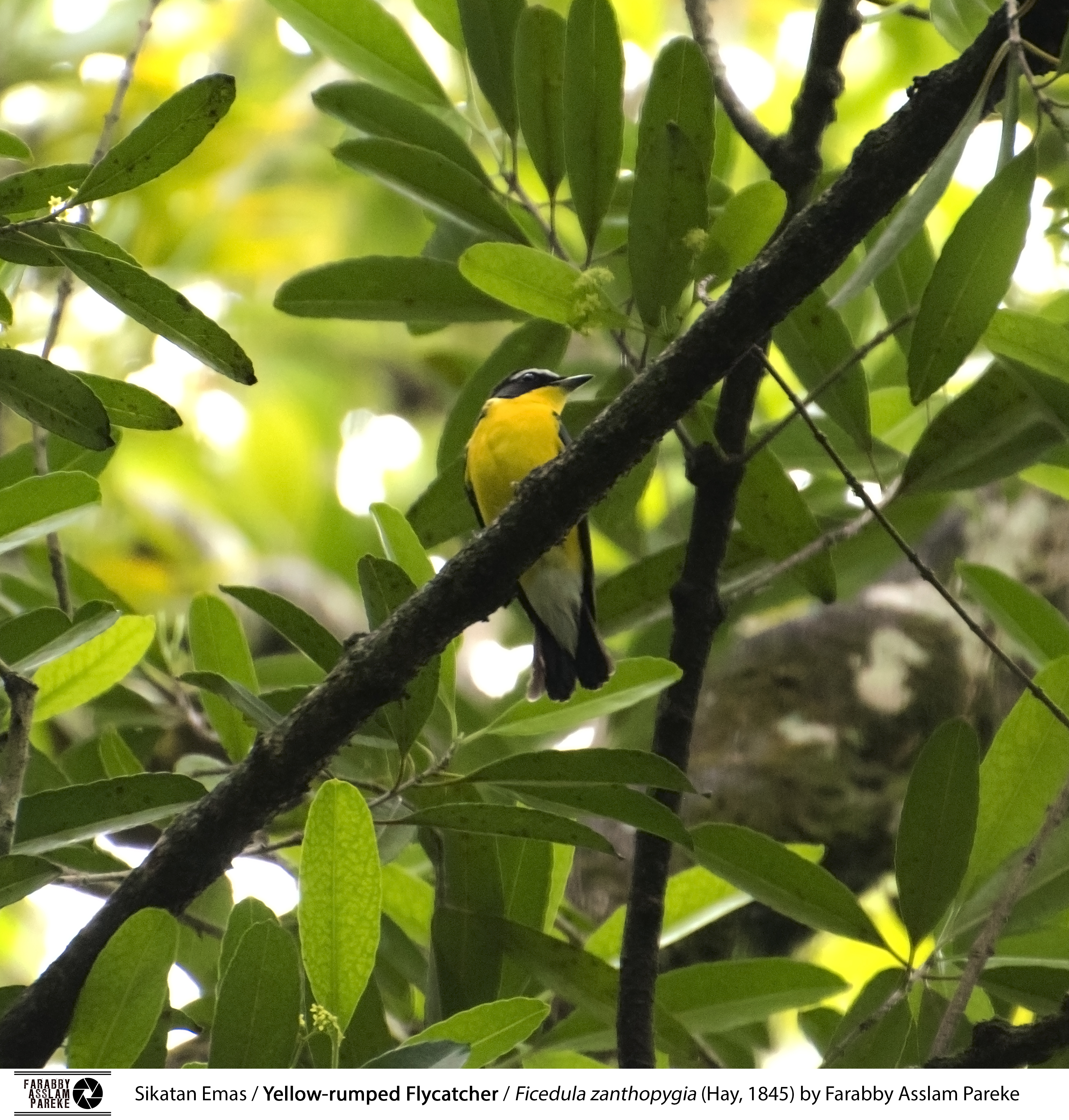 28+ Burung sikatan emas betina terbaru