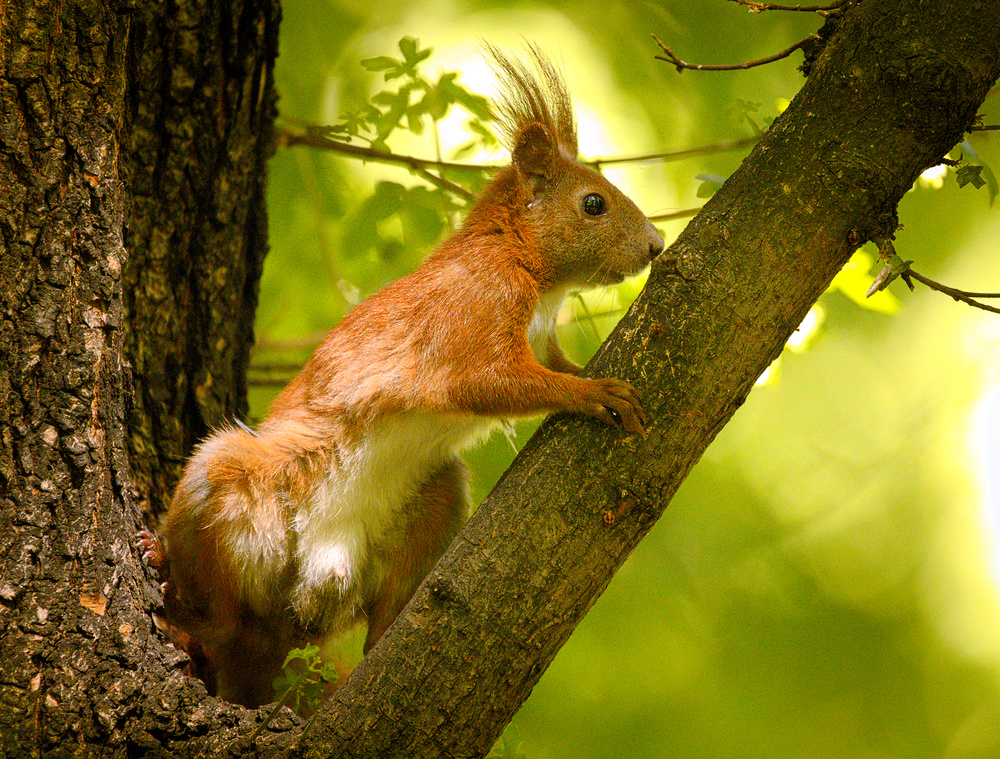 1000px x 759px - File:Squirrel porn (18411808229).jpg - Wikimedia Commons