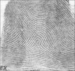 tented arch fingerprint