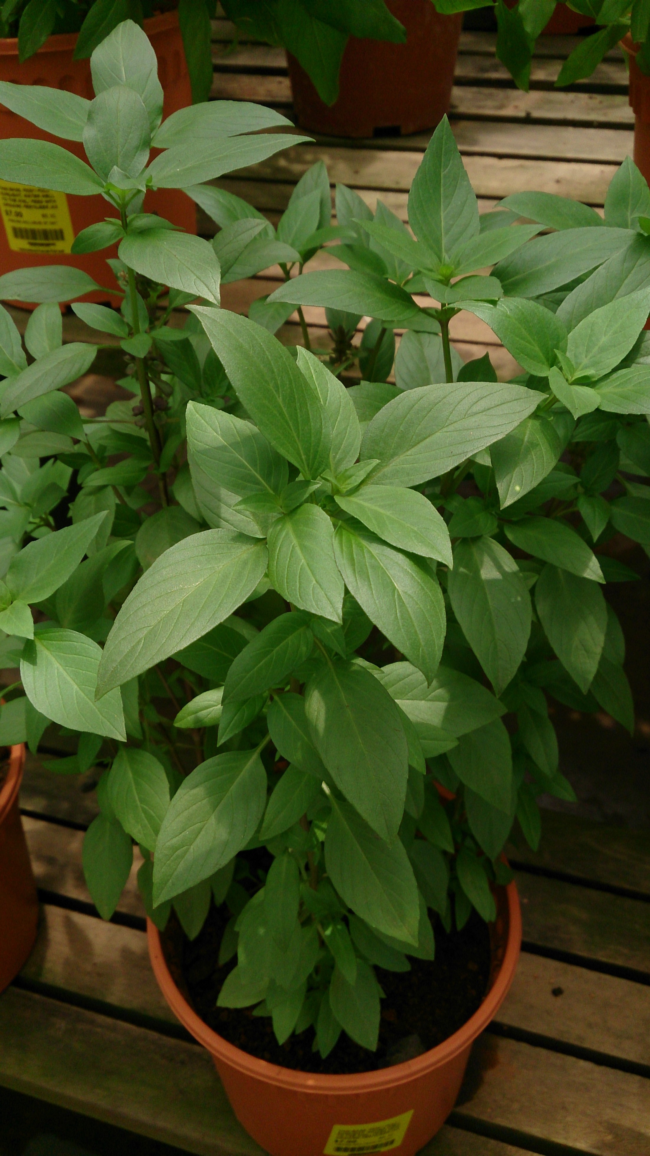 File Thai Basil Ocimum basilicum Horapha .jpg Wikimedia Commons