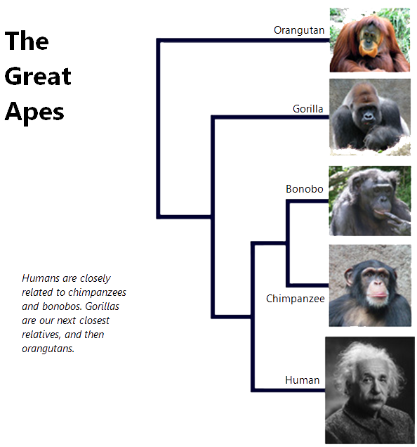 Taxonomic definition of ape