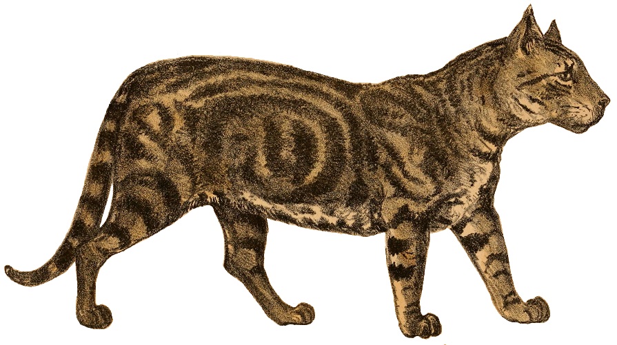 Tabby cat - Wikipedia