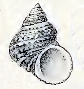 Turbo stenogyrus P. Fischer, 1873