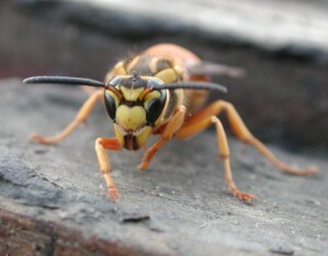 File:Vespula 0078.JPG