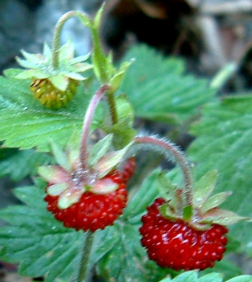 File:Wald-Erdbeere 8 Juni 2003.JPG