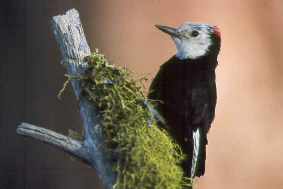 File:White-headed woodpecker.jpg