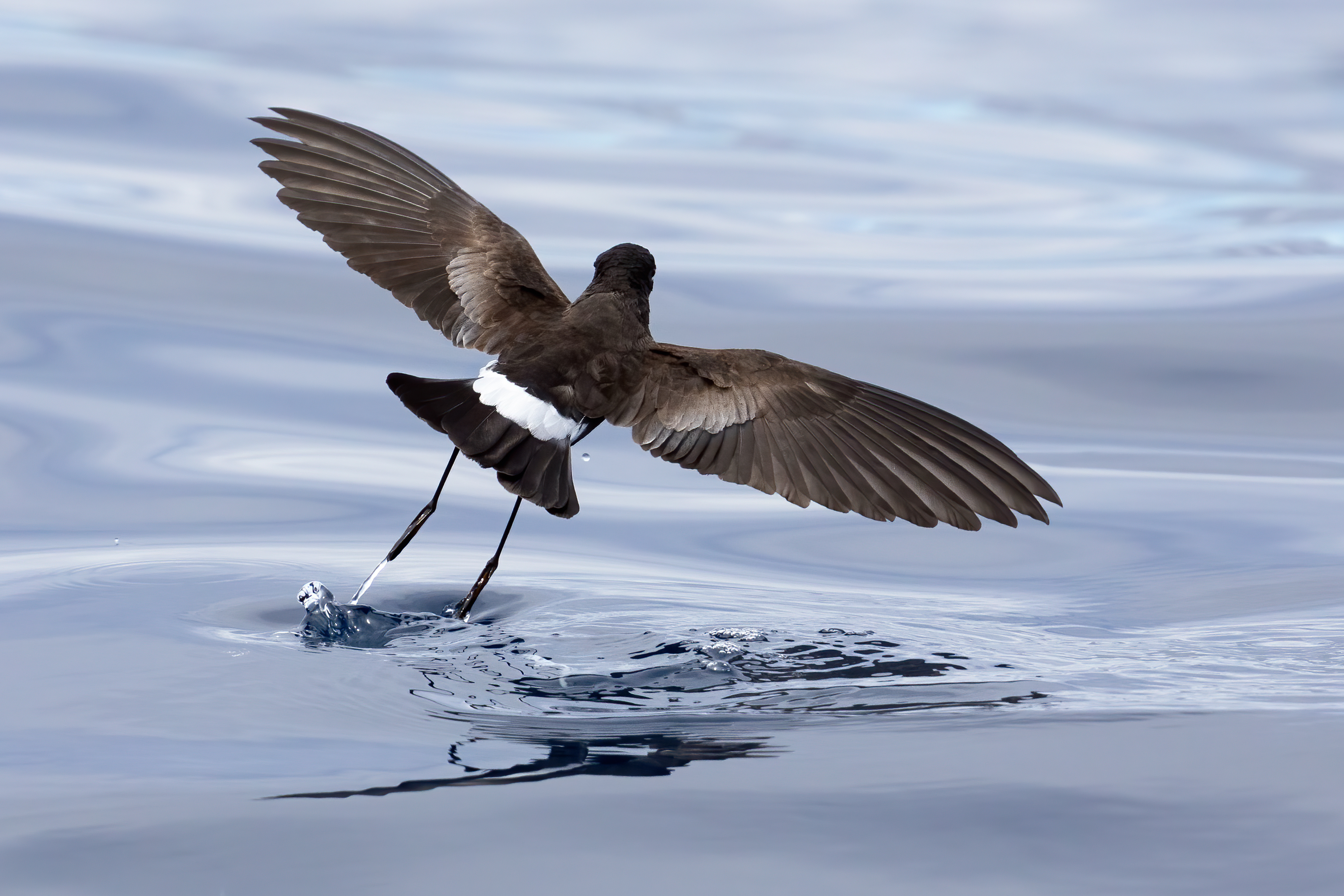 File:Wilson's Storm Petrel 0A2A0506.jpg - Wikimedia Commons