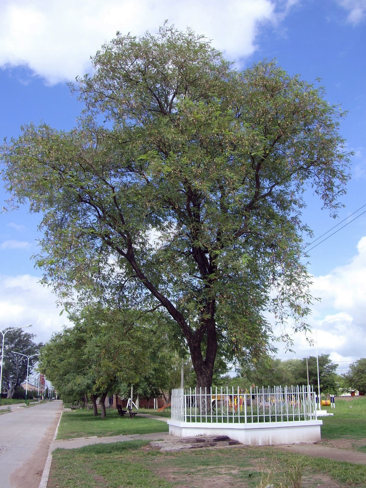 Archivo rbol hist rico S enz Pe a Chaco.JPG Wikipedia la