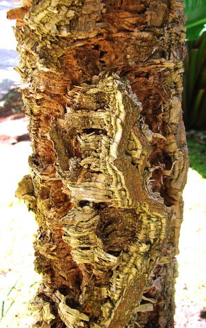 File:029 corkbark.jpg