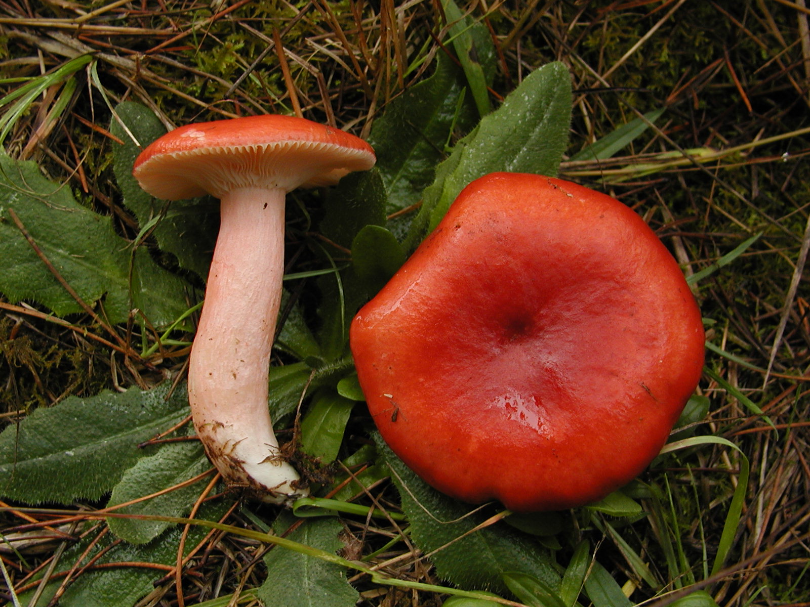 Сыроежка съедобная. Russula sanguinea. Сыроежка Боровая. Гриб сыроежка красная. Сыроежка кроваво-красная Russula.