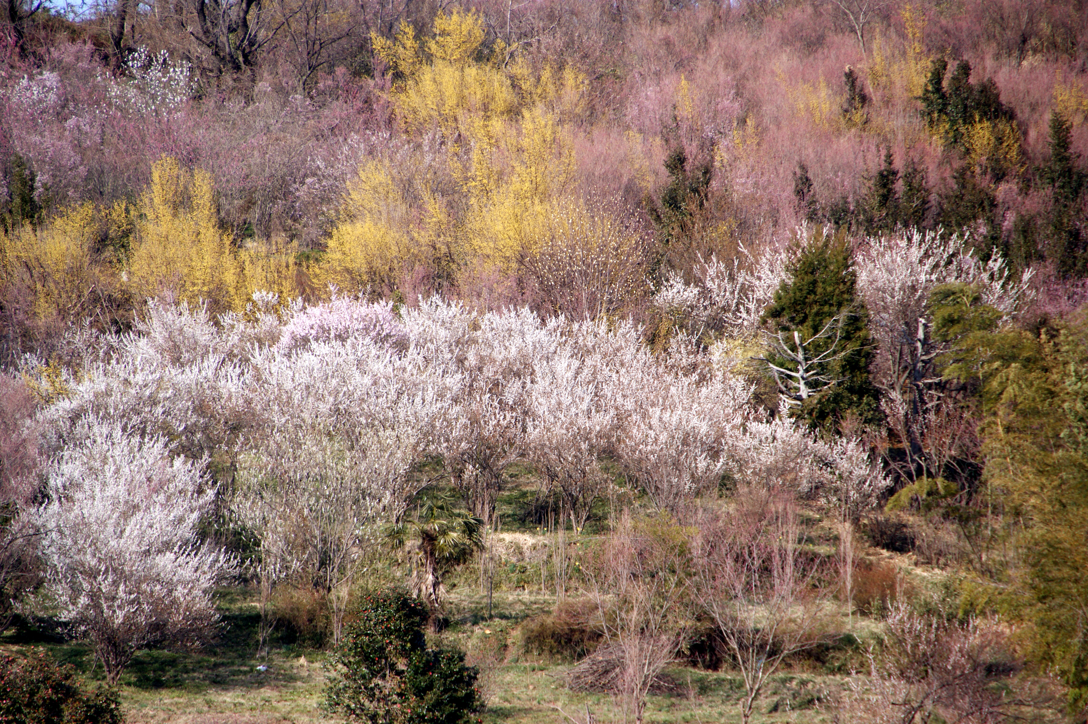 ファイル 花見山公園周辺風景 Jpg Wikipedia