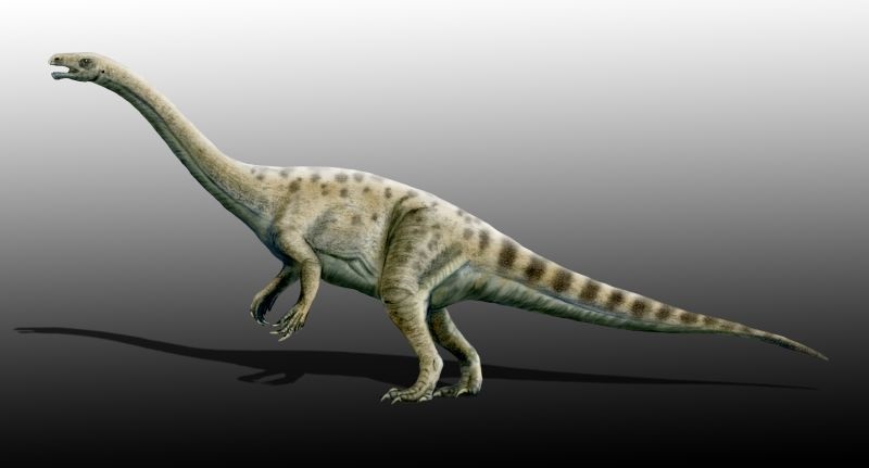 File:Adeopapposaurus mognai (flipped).jpg