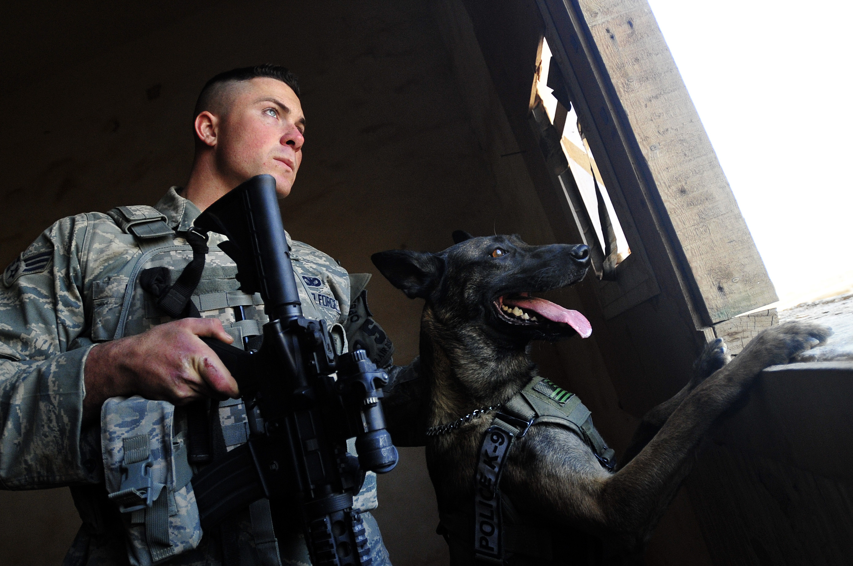 Боевой пес лучший. Scout Dog.