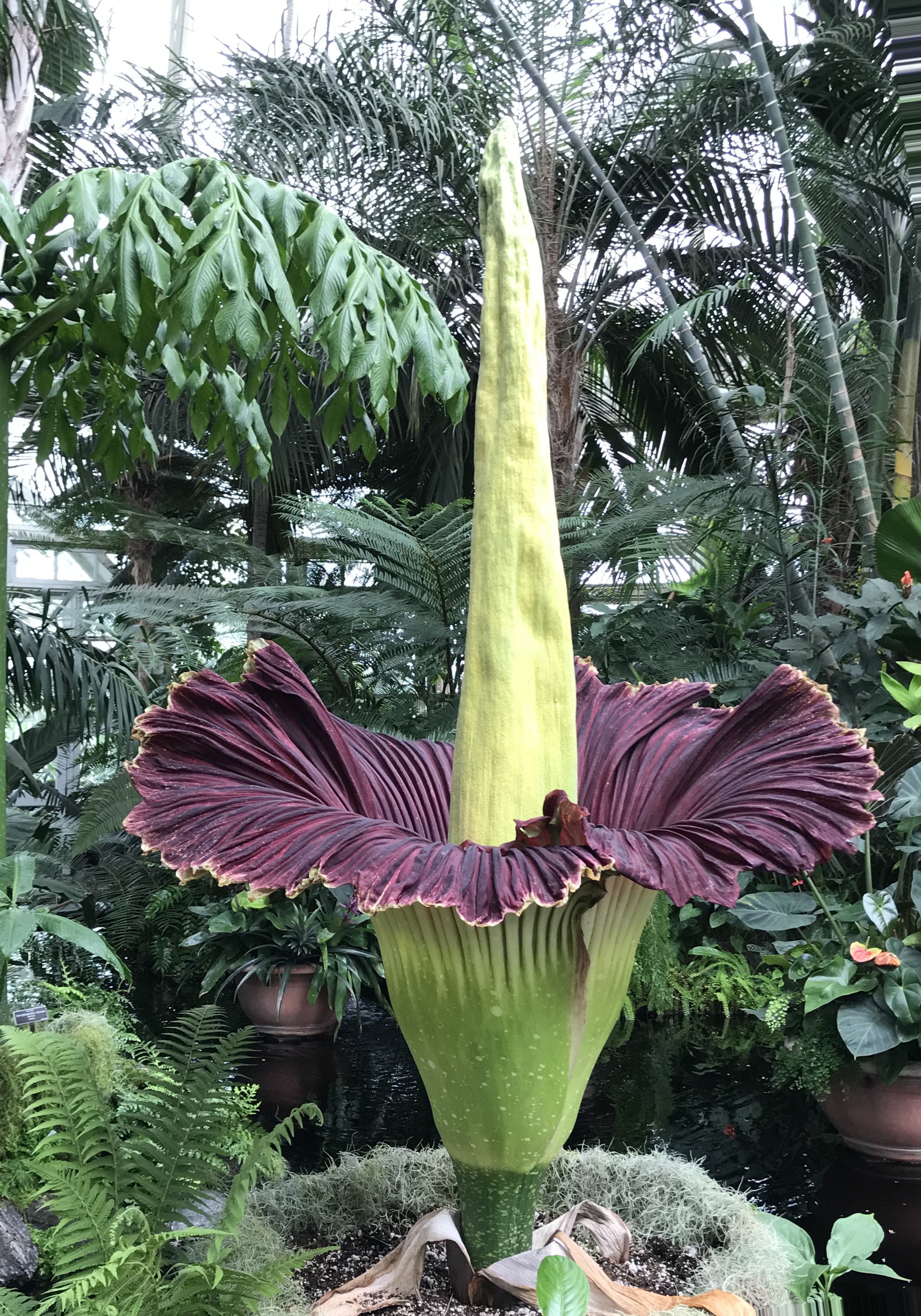 Amorphophallus Titanum Wikipedia