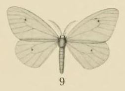 Pseudosoloe thalassina