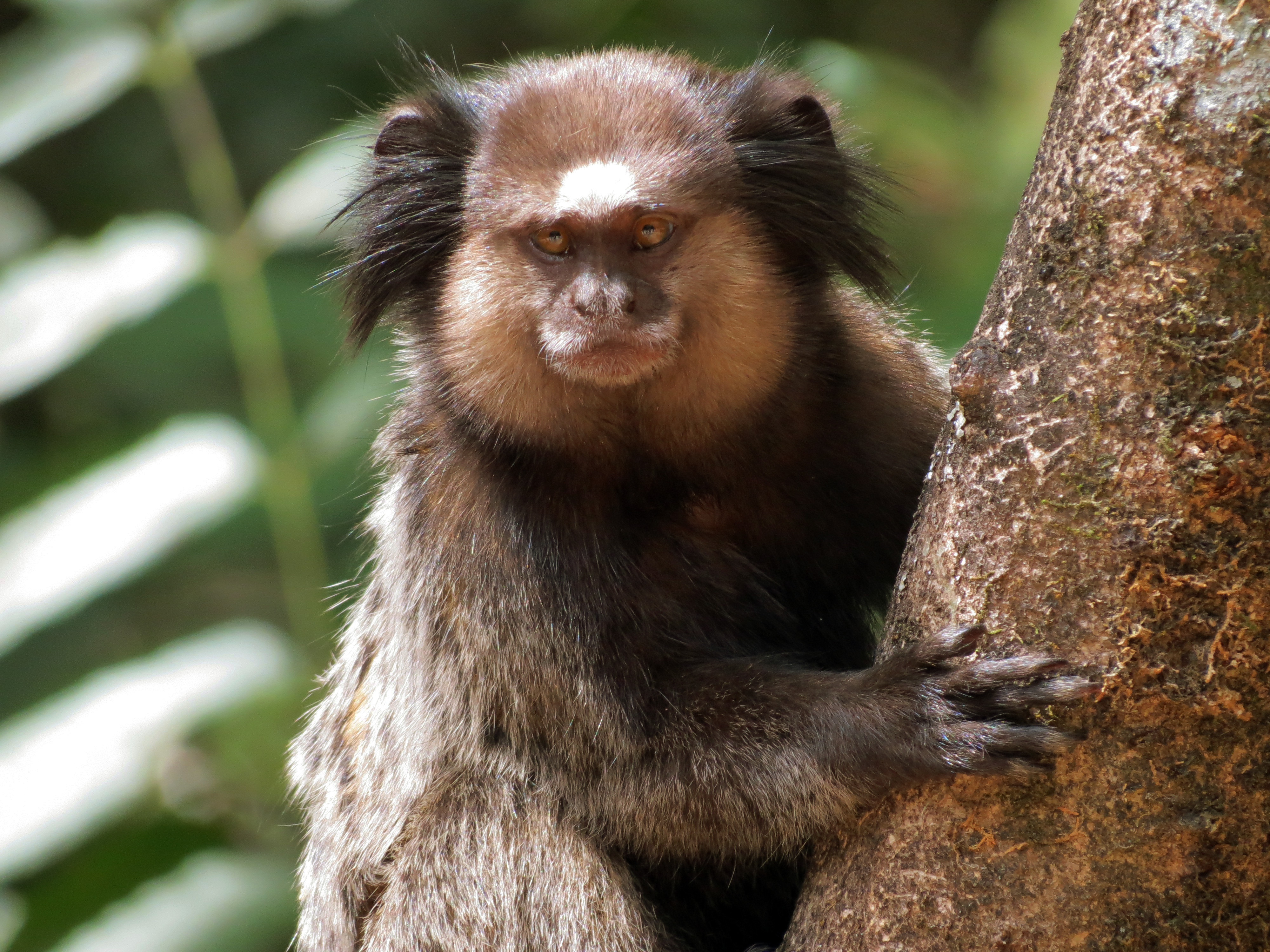 Sagui de tufo branco callithrix jacchus pequeno macaco que habita as  florestas brasileiras