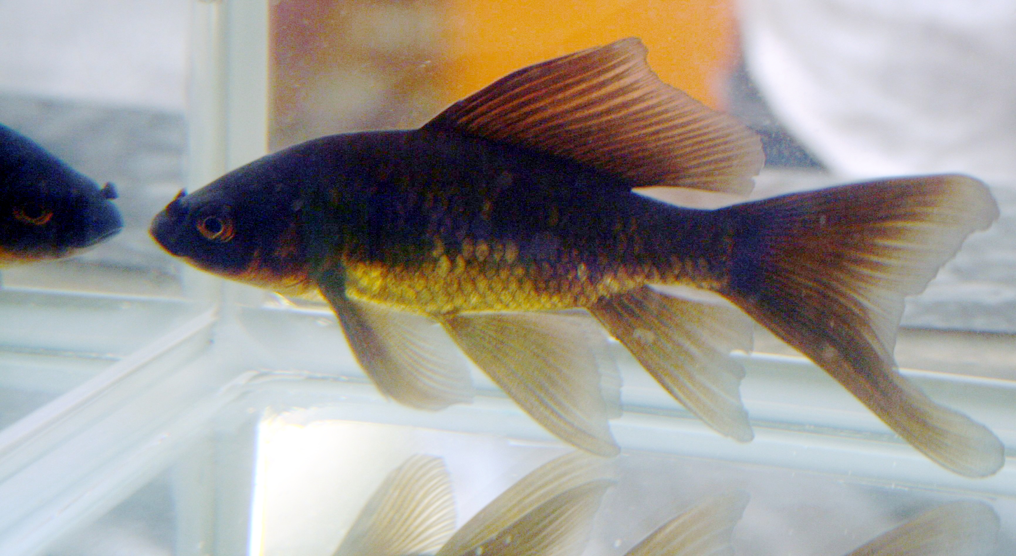 types of black goldfish