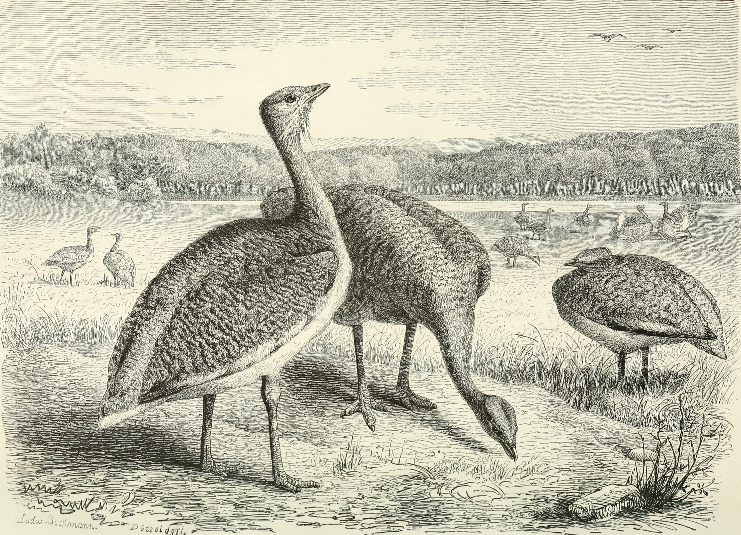 Крупнейшая древняя сухопутная птица