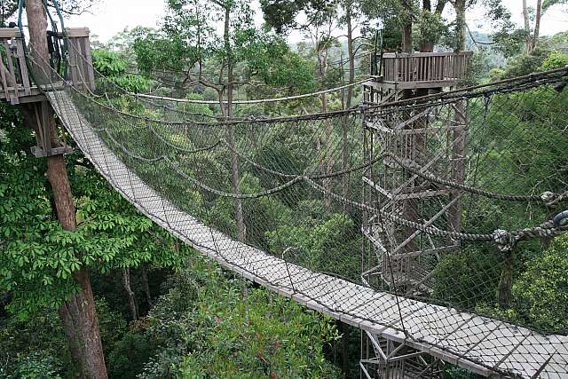 File:Canopy Bridge at Bukit Bangkirai.jpg