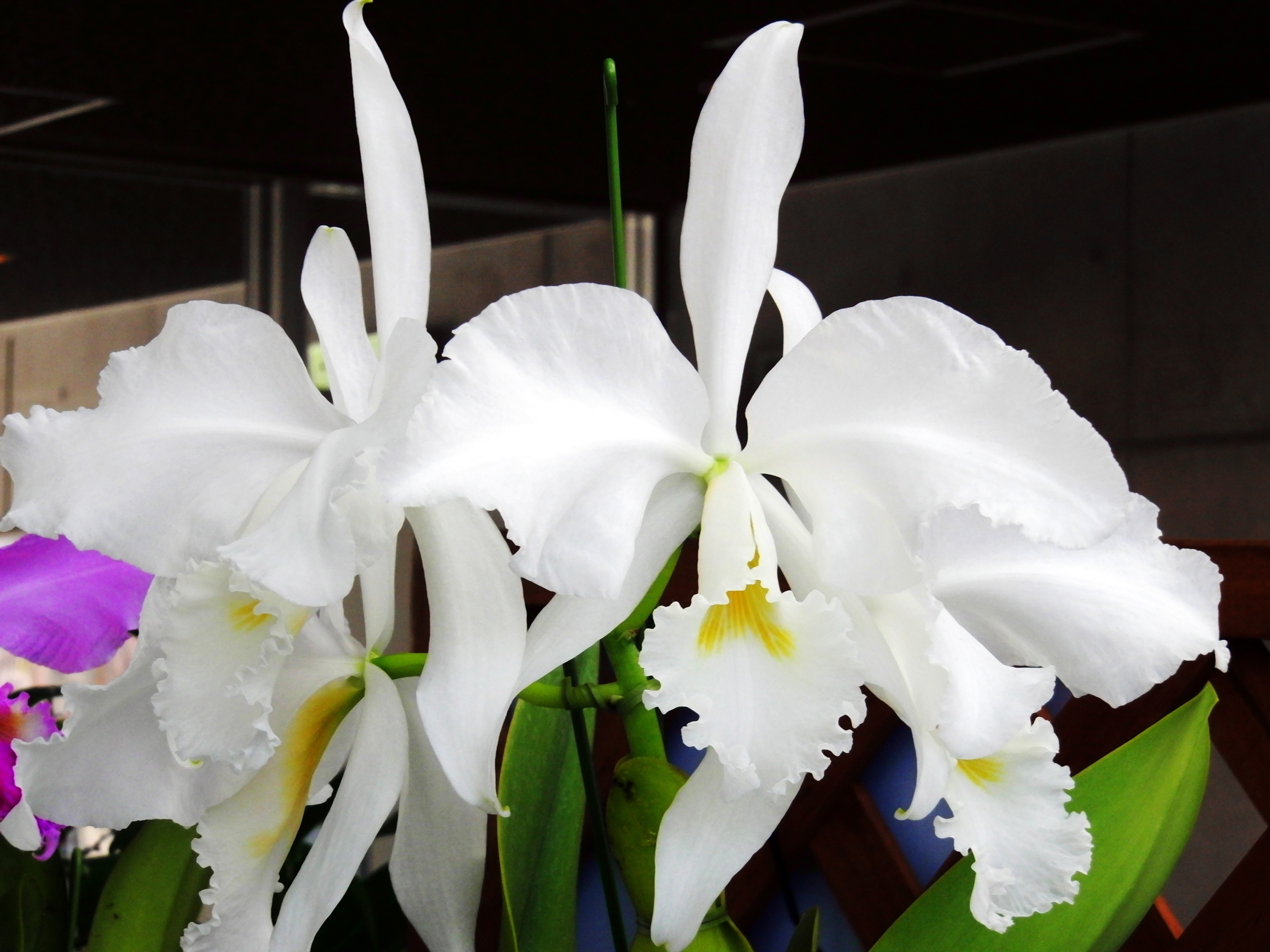 File Cattleya warneri  forma alba Wedding Bells jpg 