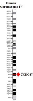 Genomic location of CCDC47 at 17q23.3 Chromosome 17 Diagram.jpg