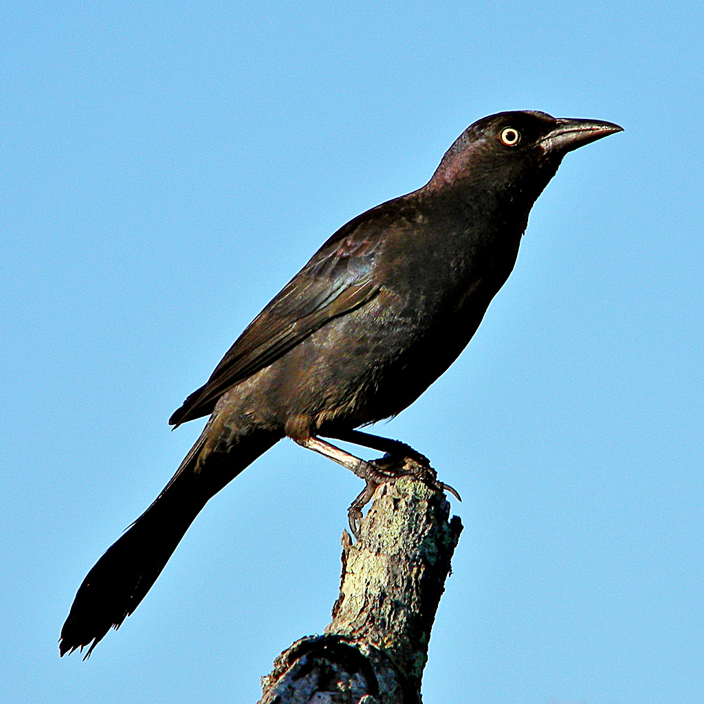 Черная птица с длинным клювом