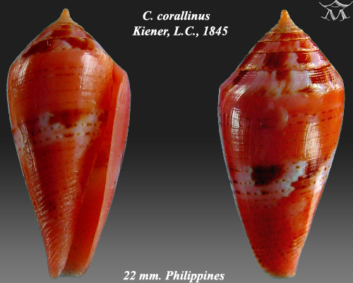 File:Conus corallinus 1.jpg