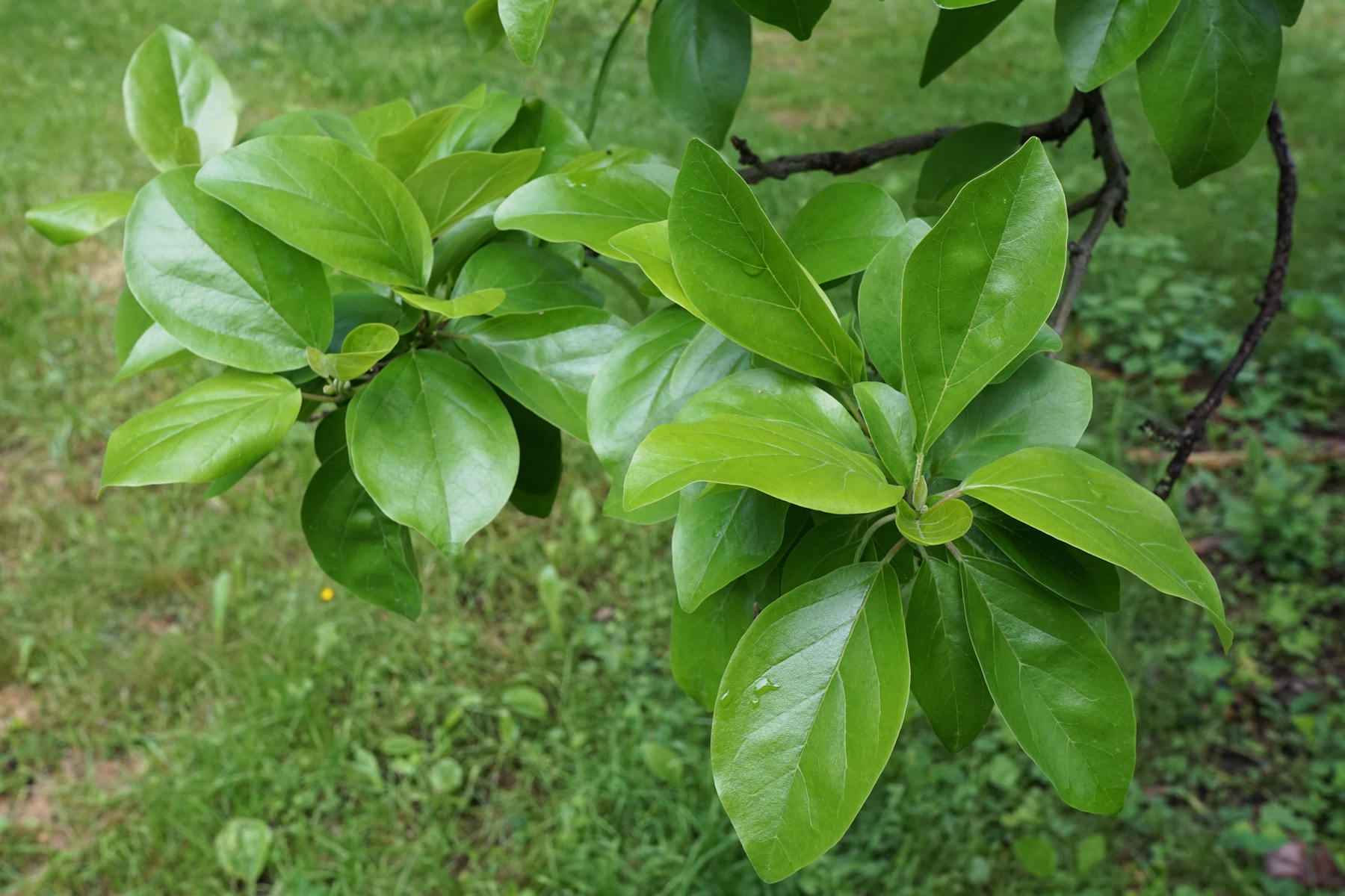 Cudrania tricuspidata семена