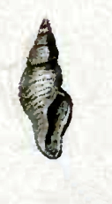 <i>Acteon castus</i> Species of gastropod