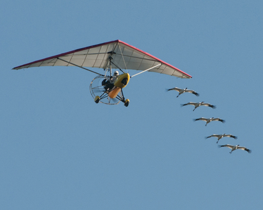 Endangered whooping cranes fly over, December 2010