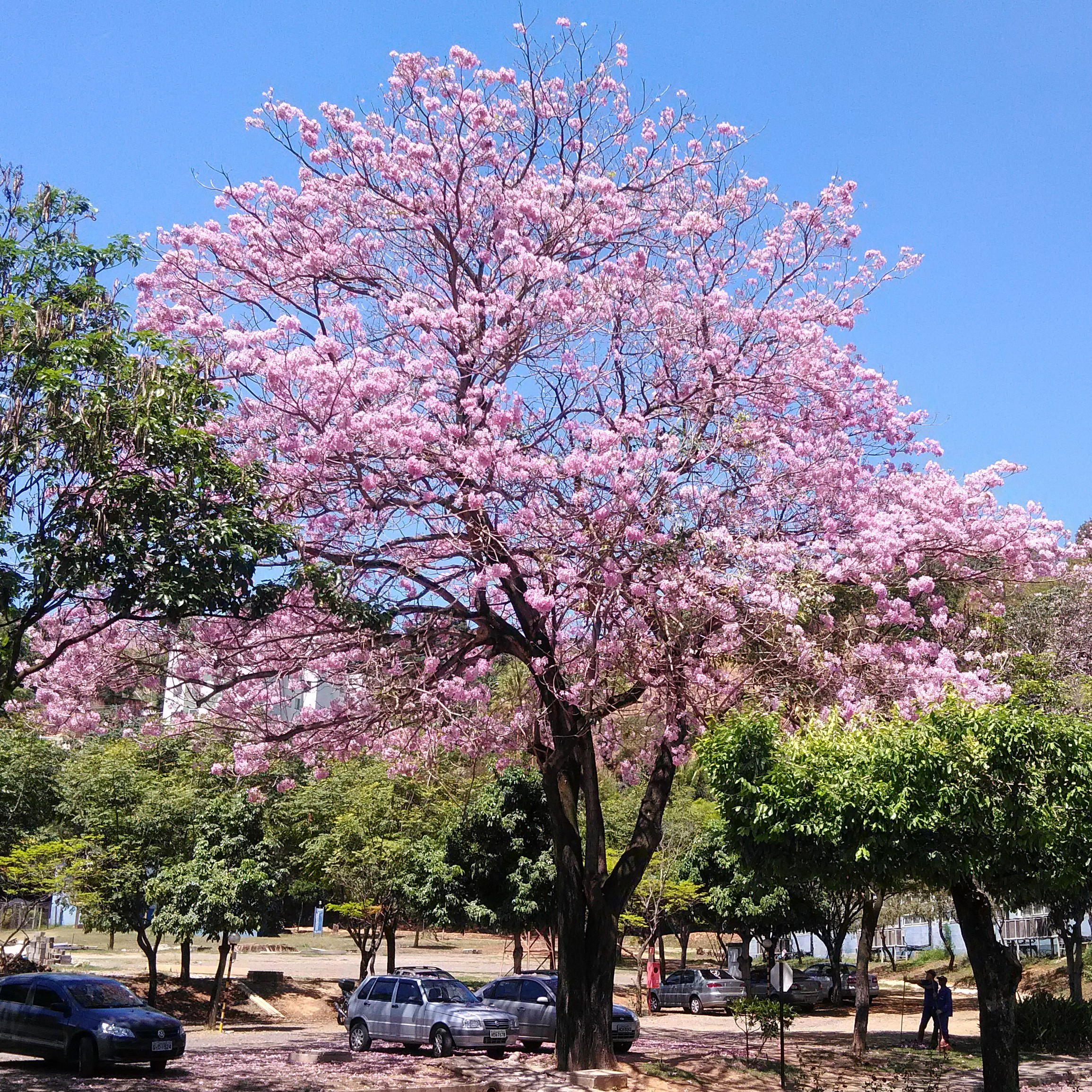 File:Flores de ipê-roxo em Coronel Fabriciano MG.JPG - Wikimedia Commons