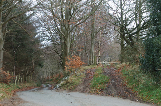 File:Footpath to the woods - geograph.org.uk - 1073345.jpg