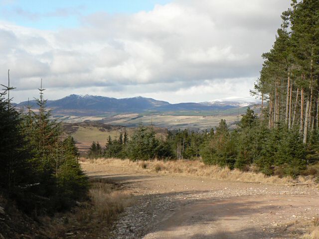 Forest edge - geograph.org.uk - 132342