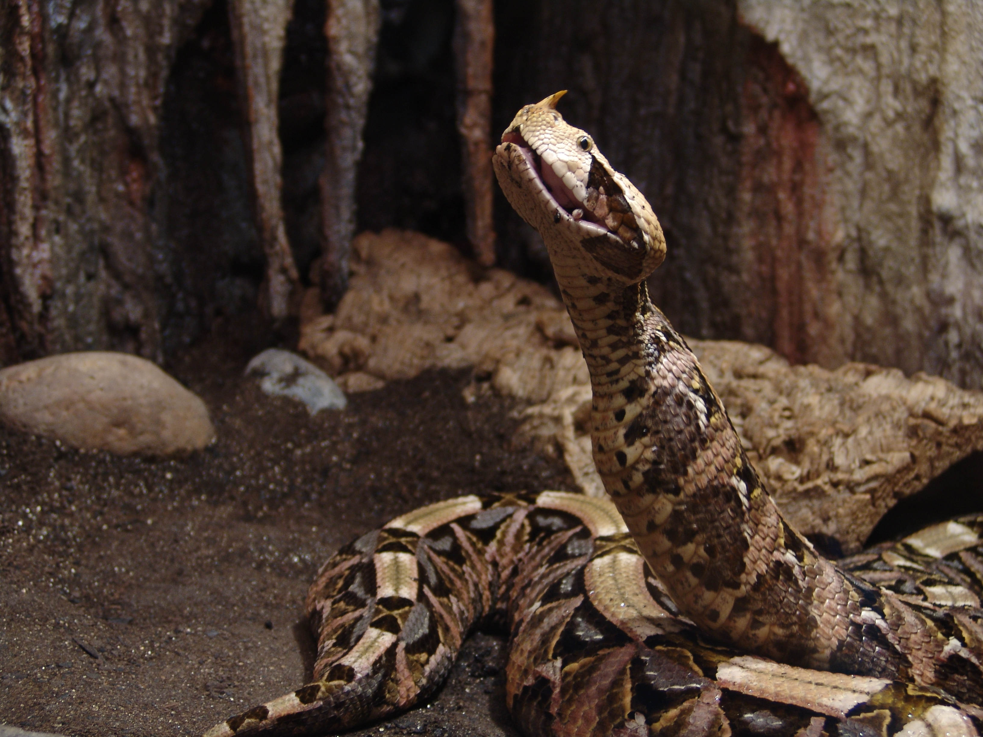 rhino viper snake bite