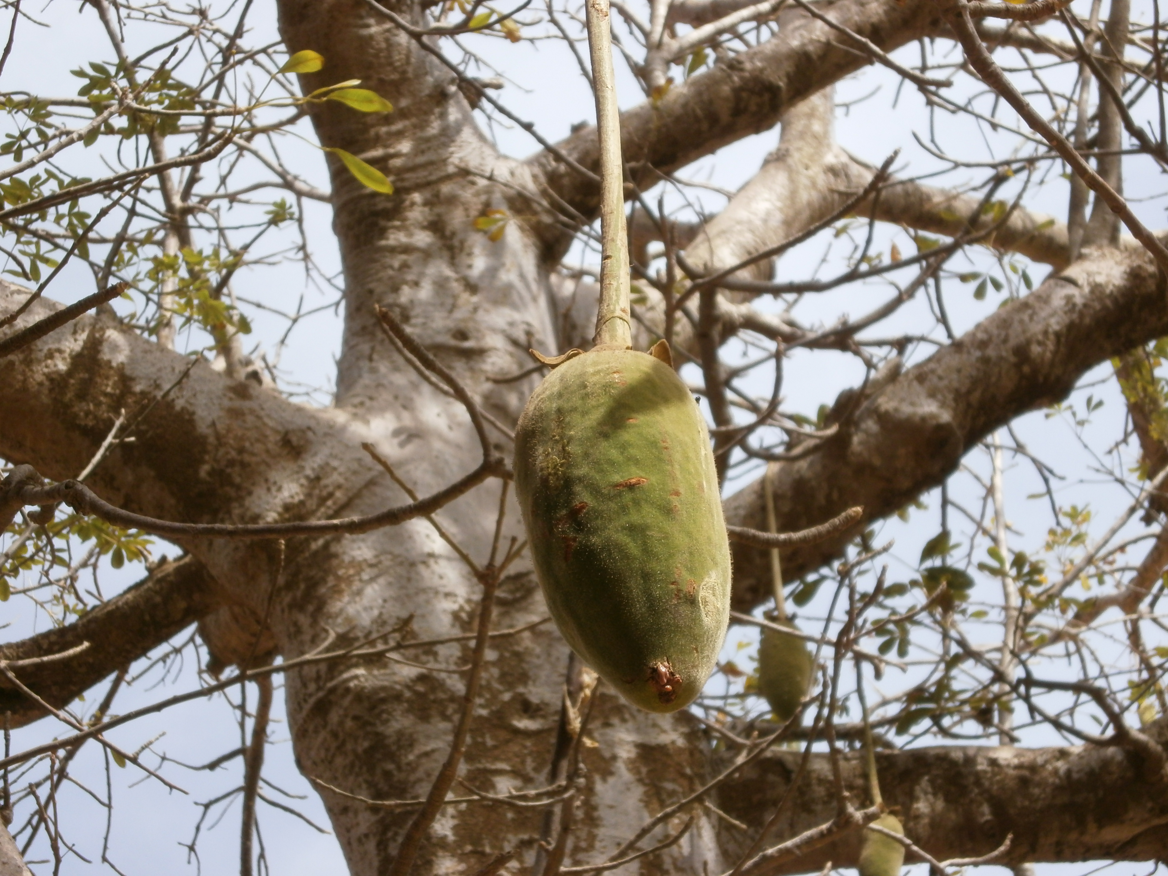 File Goree Pain De Singe Dans Un Baobab 2 Jpg Wikimedia Commons