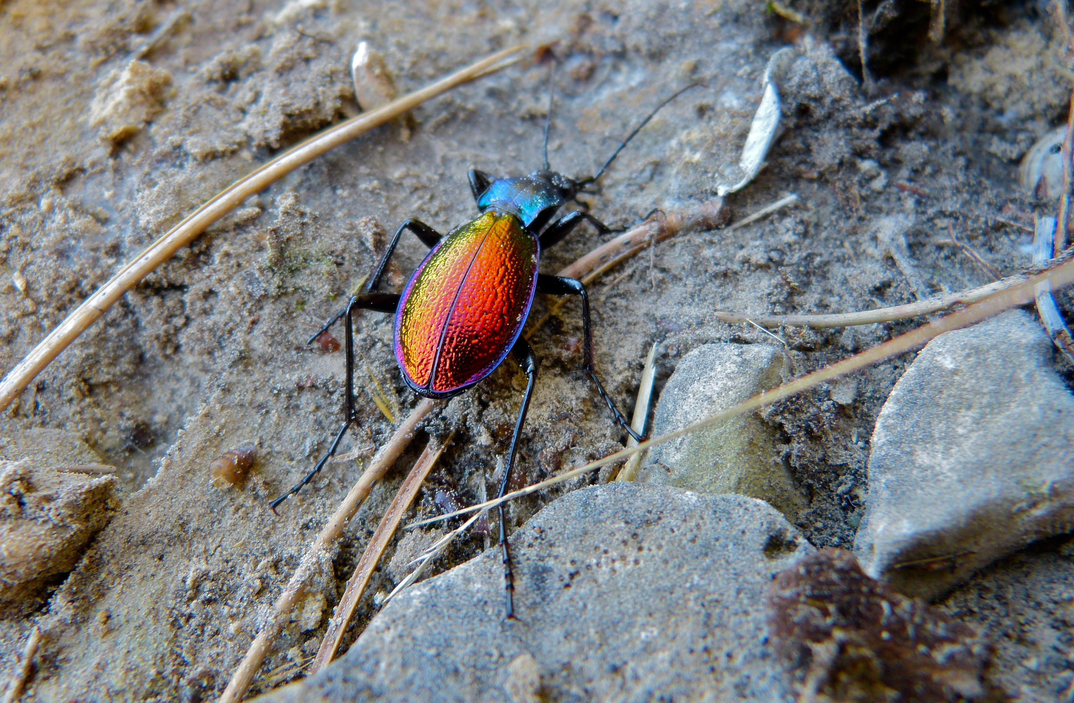 Ground Beetle (Carabus hispanus) (10114343735).jpg
