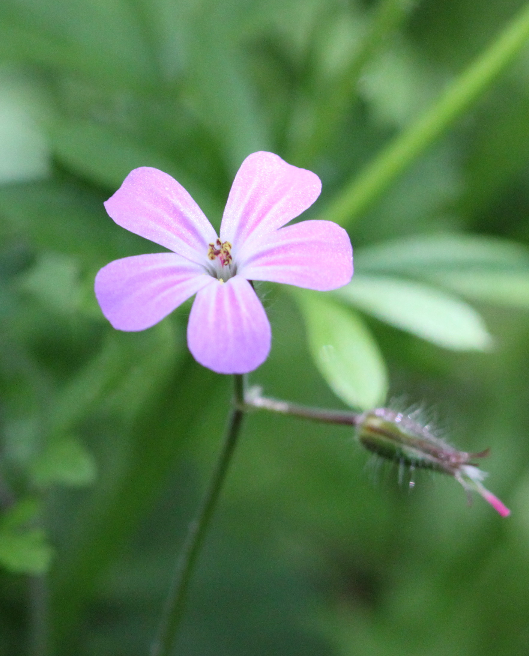 Herb Robert (Geranium robertianum) (4644115973).jpg