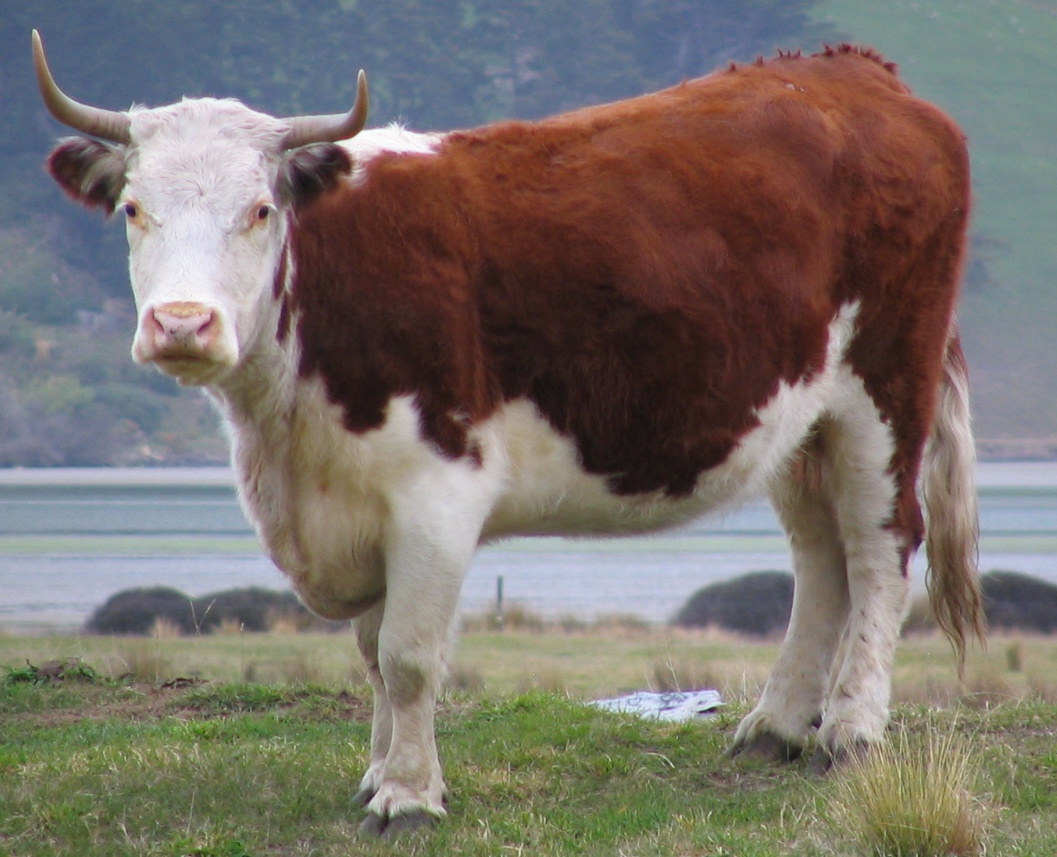 Photos of Cow , Cow pics, High quality Cow pictures