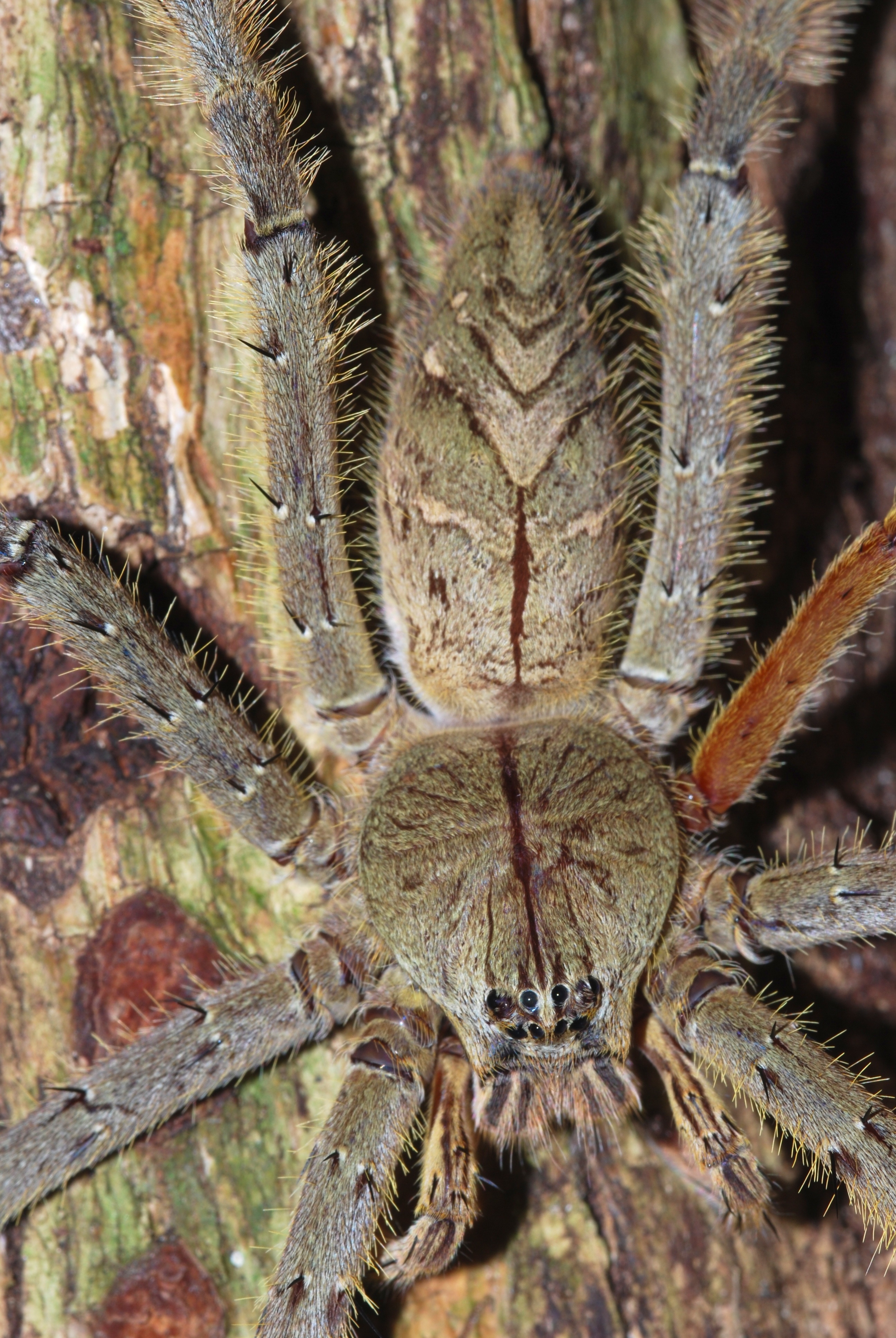 Huntsman Spider (Sparassidae) (8753693564).jpg