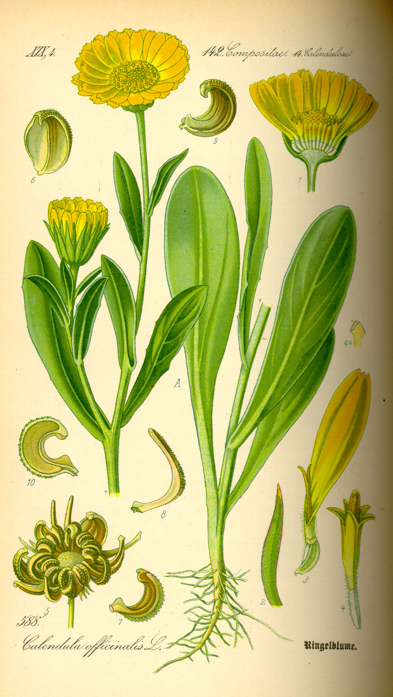 Calendula officinalis - Wikispecies