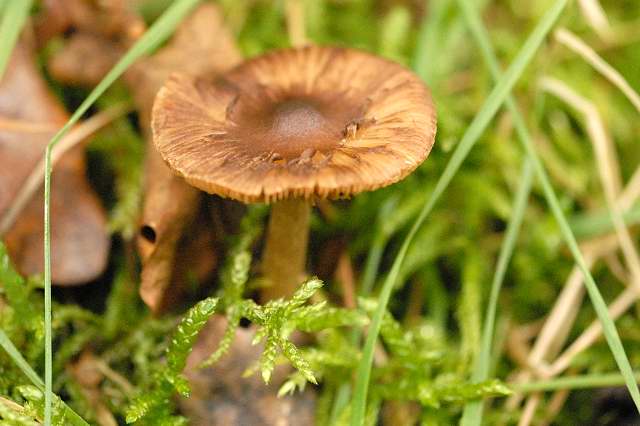 File:Inocybe.napipes.-.lindsey.jpg