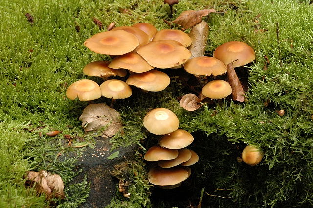 File:Kuehneromyces.mutabilis.-.lindsey.jpg