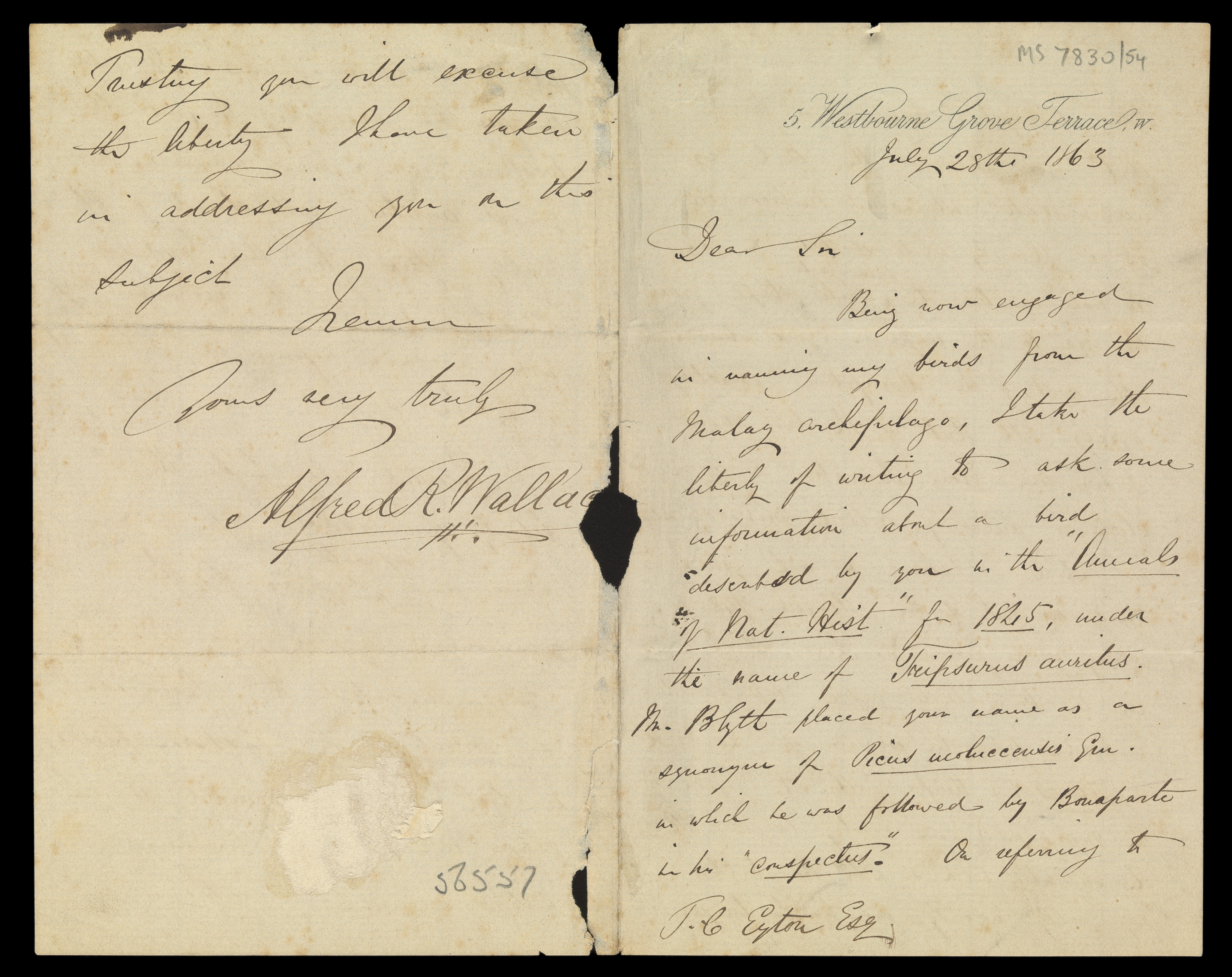 File Letters Written By Alfred Russel Wallace Wellcome L Jpg Wikimedia Commons