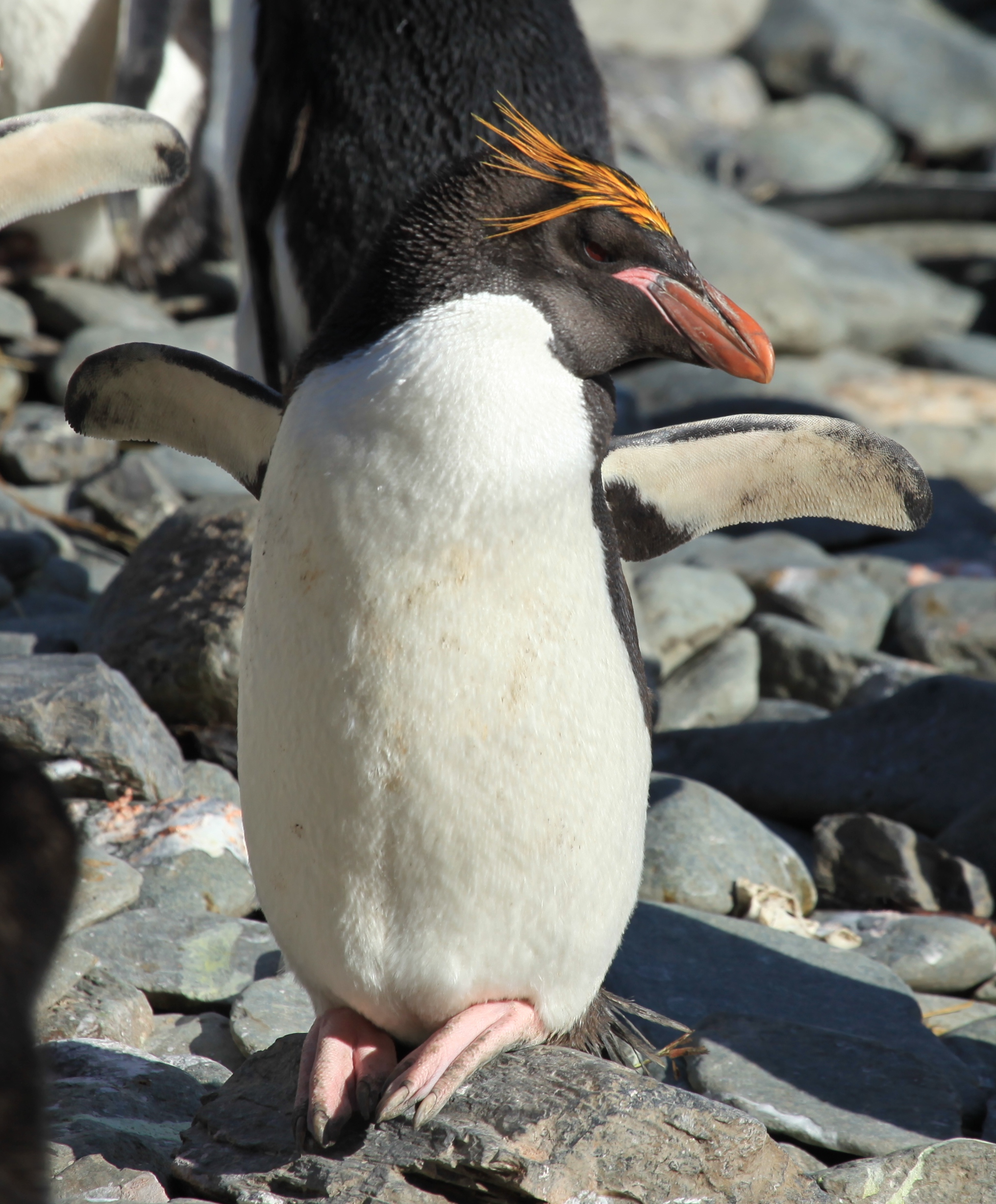 High quality Macaroni Penguin photo, Pictures and Photos, Grey Macaroni Penguin pictures