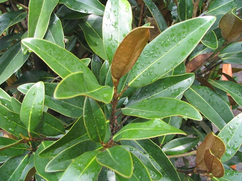 File Magnolia Grandiflora Alta 1zz Jpg Wikimedia Commons